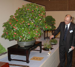bonnsai4.jpg