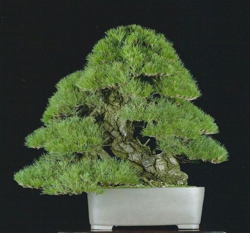 国風盆栽展 もっての外 75・77・78.87回セット