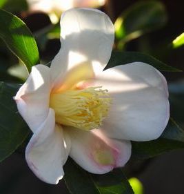 hana